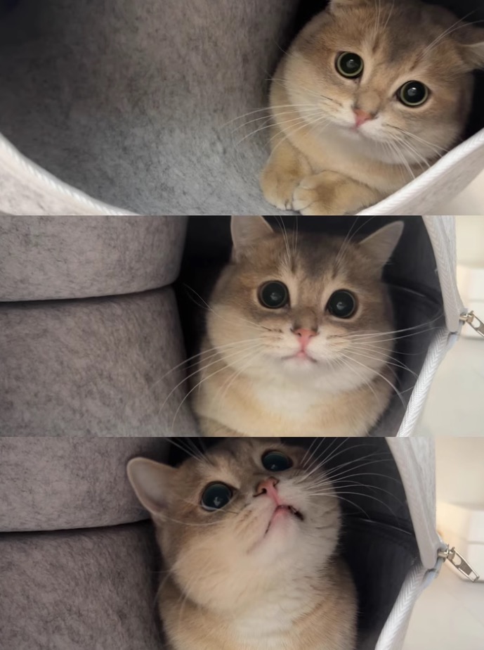 レノックス猫 NAP TIME KITTY